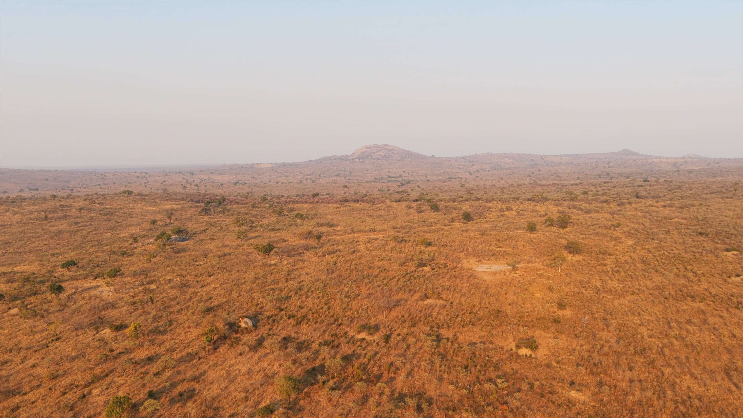Cora Gold African Savannah Drone Video Thumb